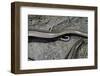 Anguis Fragilis (Slow Worm) - Farrowing-Paul Starosta-Framed Photographic Print