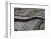 Anguis Fragilis (Slow Worm) - Farrowing-Paul Starosta-Framed Photographic Print