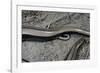 Anguis Fragilis (Slow Worm) - Farrowing-Paul Starosta-Framed Photographic Print