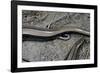 Anguis Fragilis (Slow Worm) - Farrowing-Paul Starosta-Framed Photographic Print