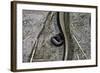 Anguis Fragilis (Slow Worm) - Farrowing-Paul Starosta-Framed Photographic Print