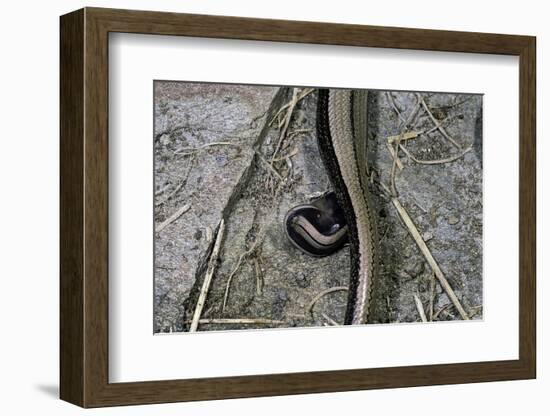 Anguis Fragilis (Slow Worm) - Farrowing-Paul Starosta-Framed Photographic Print