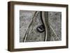 Anguis Fragilis (Slow Worm) - Farrowing-Paul Starosta-Framed Photographic Print