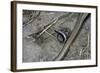 Anguis Fragilis (Slow Worm) - Farrowing-Paul Starosta-Framed Photographic Print