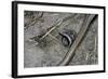 Anguis Fragilis (Slow Worm) - Farrowing-Paul Starosta-Framed Photographic Print