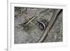 Anguis Fragilis (Slow Worm) - Farrowing-Paul Starosta-Framed Photographic Print