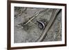 Anguis Fragilis (Slow Worm) - Farrowing-Paul Starosta-Framed Photographic Print