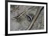 Anguis Fragilis (Slow Worm) - Farrowing-Paul Starosta-Framed Photographic Print