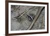 Anguis Fragilis (Slow Worm) - Farrowing-Paul Starosta-Framed Photographic Print