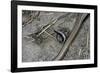 Anguis Fragilis (Slow Worm) - Farrowing-Paul Starosta-Framed Photographic Print