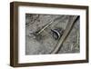 Anguis Fragilis (Slow Worm) - Farrowing-Paul Starosta-Framed Photographic Print