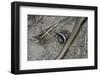 Anguis Fragilis (Slow Worm) - Farrowing-Paul Starosta-Framed Photographic Print