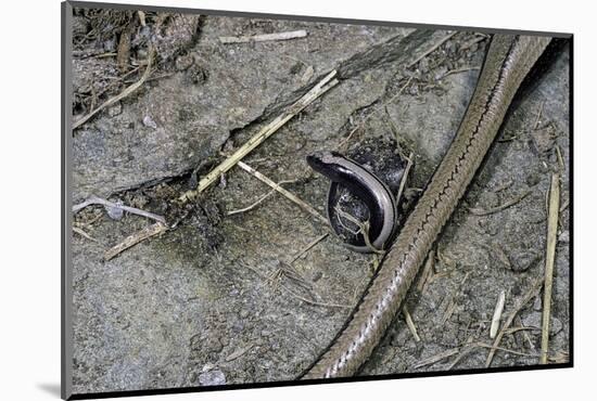 Anguis Fragilis (Slow Worm) - Farrowing-Paul Starosta-Mounted Photographic Print