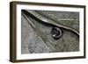 Anguis Fragilis (Slow Worm) - Farrowing-Paul Starosta-Framed Photographic Print