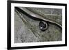 Anguis Fragilis (Slow Worm) - Farrowing-Paul Starosta-Framed Photographic Print