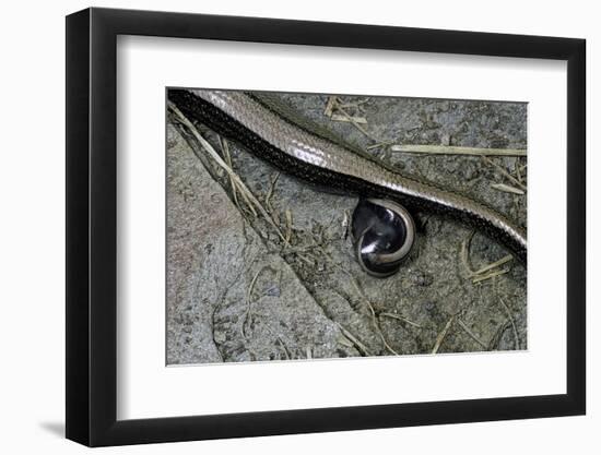 Anguis Fragilis (Slow Worm) - Farrowing-Paul Starosta-Framed Photographic Print