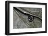 Anguis Fragilis (Slow Worm) - Farrowing-Paul Starosta-Framed Photographic Print