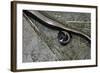 Anguis Fragilis (Slow Worm) - Farrowing-Paul Starosta-Framed Photographic Print