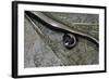 Anguis Fragilis (Slow Worm) - Farrowing-Paul Starosta-Framed Photographic Print