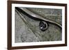 Anguis Fragilis (Slow Worm) - Farrowing-Paul Starosta-Framed Photographic Print