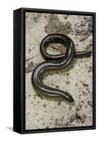 Anguis Fragilis (Slow Worm) - Male-Paul Starosta-Framed Stretched Canvas