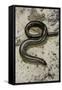 Anguis Fragilis (Slow Worm) - Male-Paul Starosta-Framed Stretched Canvas