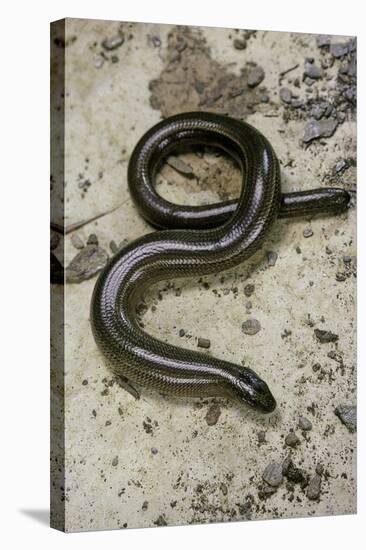 Anguis Fragilis (Slow Worm) - Male-Paul Starosta-Stretched Canvas