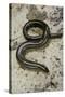 Anguis Fragilis (Slow Worm) - Male-Paul Starosta-Stretched Canvas