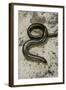 Anguis Fragilis (Slow Worm) - Male-Paul Starosta-Framed Photographic Print