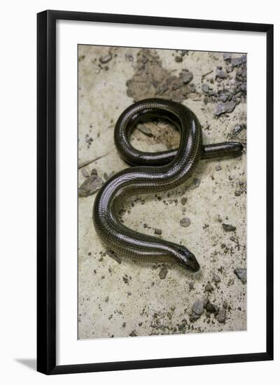 Anguis Fragilis (Slow Worm) - Male-Paul Starosta-Framed Photographic Print