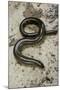 Anguis Fragilis (Slow Worm) - Male-Paul Starosta-Mounted Photographic Print