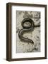 Anguis Fragilis (Slow Worm) - Male-Paul Starosta-Framed Photographic Print