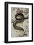 Anguis Fragilis (Slow Worm) - Male-Paul Starosta-Framed Photographic Print