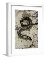 Anguis Fragilis (Slow Worm) - Male-Paul Starosta-Framed Photographic Print