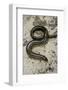 Anguis Fragilis (Slow Worm) - Male-Paul Starosta-Framed Photographic Print