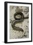 Anguis Fragilis (Slow Worm) - Male-Paul Starosta-Framed Photographic Print