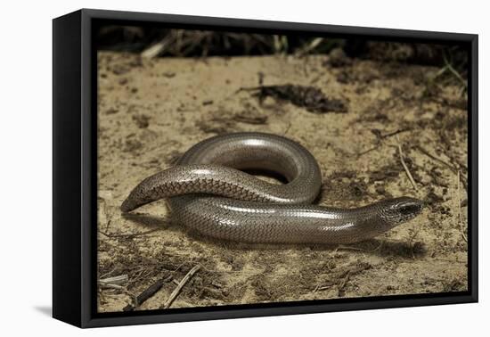 Anguis Fragilis (Slow Worm)-Paul Starosta-Framed Stretched Canvas