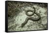 Anguis Fragilis (Slow Worm)-Paul Starosta-Framed Stretched Canvas