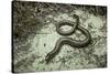 Anguis Fragilis (Slow Worm)-Paul Starosta-Stretched Canvas