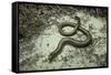 Anguis Fragilis (Slow Worm)-Paul Starosta-Framed Stretched Canvas