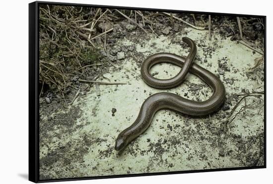 Anguis Fragilis (Slow Worm)-Paul Starosta-Framed Stretched Canvas