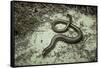 Anguis Fragilis (Slow Worm)-Paul Starosta-Framed Stretched Canvas