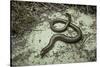Anguis Fragilis (Slow Worm)-Paul Starosta-Stretched Canvas