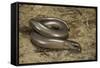 Anguis Fragilis (Slow Worm)-Paul Starosta-Framed Stretched Canvas