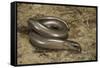 Anguis Fragilis (Slow Worm)-Paul Starosta-Framed Stretched Canvas