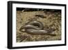 Anguis Fragilis (Slow Worm)-Paul Starosta-Framed Photographic Print