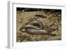 Anguis Fragilis (Slow Worm)-Paul Starosta-Framed Photographic Print