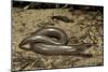 Anguis Fragilis (Slow Worm)-Paul Starosta-Mounted Photographic Print