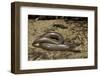 Anguis Fragilis (Slow Worm)-Paul Starosta-Framed Photographic Print