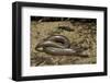 Anguis Fragilis (Slow Worm)-Paul Starosta-Framed Photographic Print